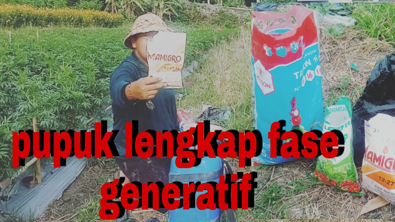 cara pemupukan terbaik bunga marigold,bunga gemitir pase generatif