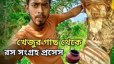 Extraction Of Date Palm Juice | Village Date Palm Juice How to Extract | Juice of Toddy Palm juice
