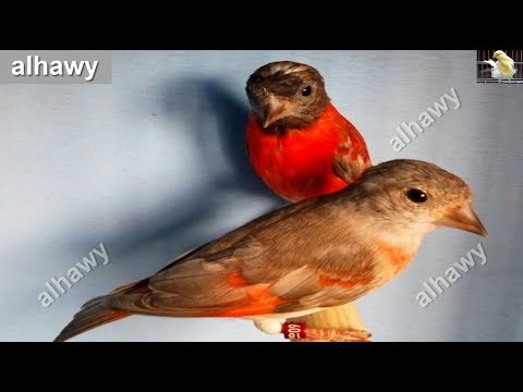 معلومات مهمة عن تربية الحسون الفنزويلي الأحمر