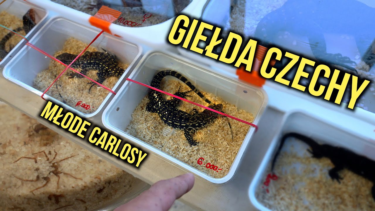 Giełda terrarystyczna  w Ostravie. Czy warto się wybrać?