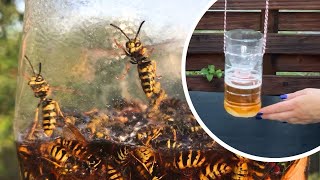 The secret WASP TRAP all you need is a can of beer under $2