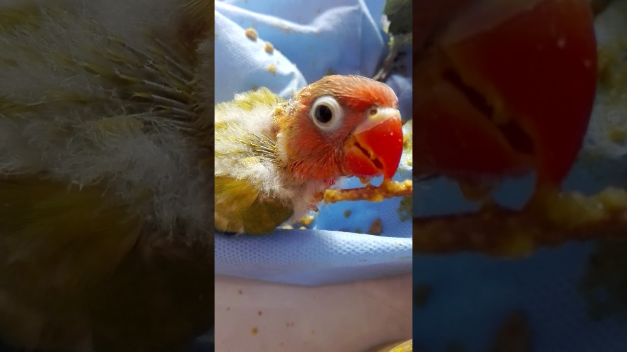 Burung lobet jadi lulut, ternyata gini perawatannya 