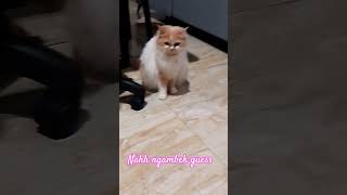 mt rht guess❤️❤️#cat #kucingbelangtiga