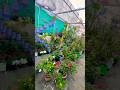 Terrace garden overview part 32 🟢#villagelife #gardening #youtubeshorts