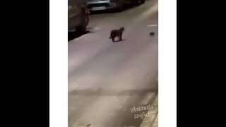 Funniest Animals - Best Of The 2022 Funny Animal Videos - Cutest Animals Ever 1 by 100 PERCENT PETS 23 views 1 year ago 10 minutes, 26 seconds