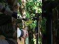 O jogador de Baralho - Parte 2 (Tião carreiro e Pardinho)