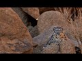 Silently Hunting - Snow Leopard