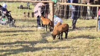 Kamerunská ovce v Luhačovicích