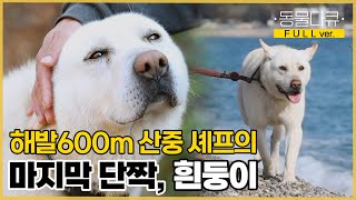 [풀버전] 풍산개 흰둥이만을 위한 특1급 호텔 메인 셰프?! 