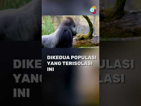 Video: Mengapa simpanse terancam punah?