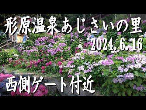 形原温泉 あじさいの里「あじさい祭り」♪満開の頃、西側ゲート付近や補陀池、あじさい直売店などの様子、2024.6.16撮影。6/30(日)まで開催。　#形原温泉 #あじさい祭り #あじさいの里