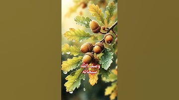 القارئ | #ياسر_الدوسري | #راحة_نفسية |#اكسبلور