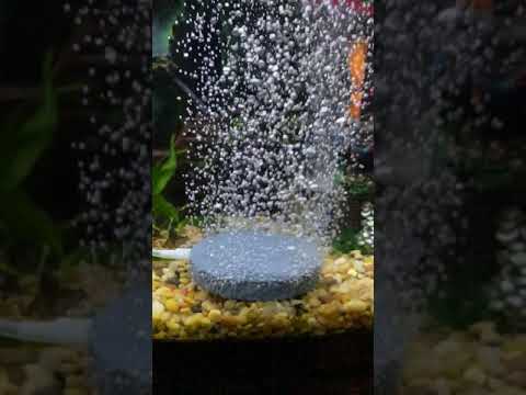 Air Stone 1" Long-Last Aquarium Fish Tank Aerator Diffuser Pump Hydroponics 