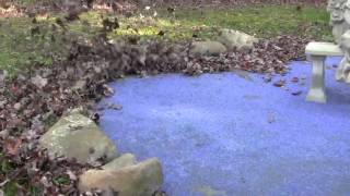 Using a Leaf blower on Glass Mulch ~ PA BLUE Very Small