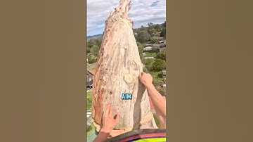 How To Cut Trees In Populated Areas