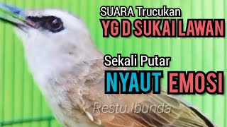 Download Lagu SUARA TRUCUKAN TERBAIK ‼️ PALING D SUKAI LAWAN ‼️ SEKALI PUTAR SEMUA TRUCUKAN NYAUT NGROPEL ‼️ MP3