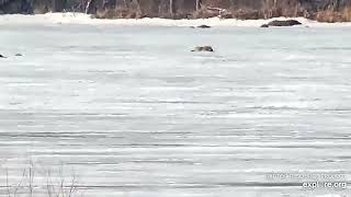 Mississippi River Flyway Cam  - Coyote catches a muskrat \/ explore.org 3\/2\/22