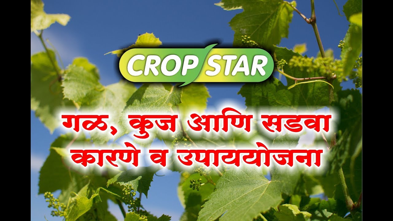 गळ, कुज आणि सडवा... कारणे व उपाययोजना