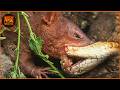Deadliest Snake Attacks Caught on Camera | Wild Animals