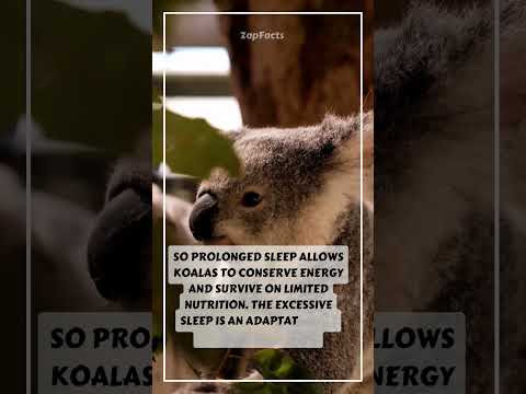 Video: Koala - marsupial dais thiab defenseless