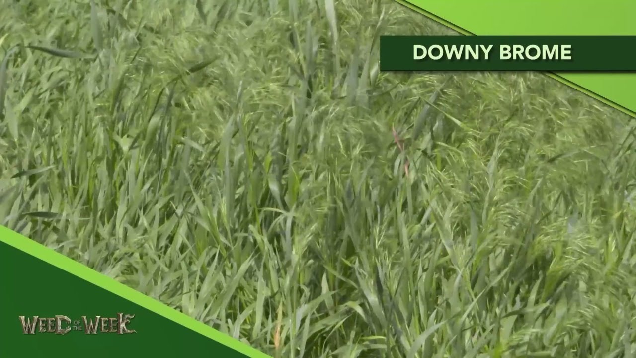 Weed of the Week 1111 Downy Brome (Air Date 72119) YouTube