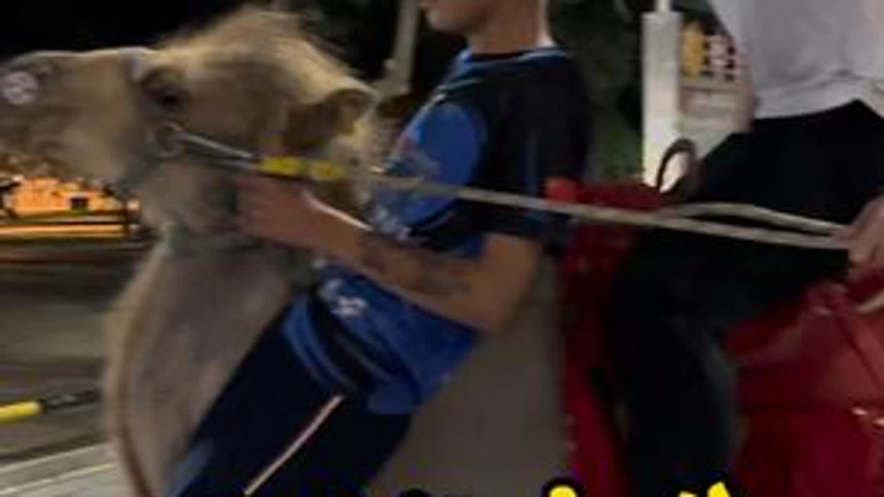 养马的刘大刚训练的小骆驼太听话了吧还可以两个人这样玩啊 #骆驼 #骑乘骆驼 #刘大刚的养马日常