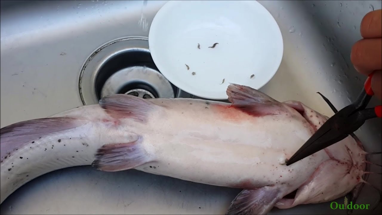Live Parasites On Catfish Caught In A Lake YouTube Live Parasites On Catfish Caught In A Lake YouTube