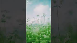 예쁜 배경화면 모음집(캡쳐가능)