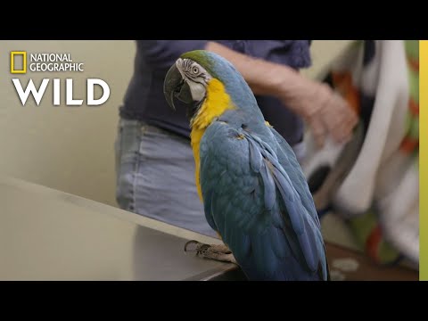 A Macaw Gets a Manicure | The Wild Life of Dr. Ole