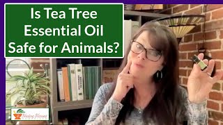 Controversial Tea Tree: Is it REALLY Toxic? The Science....