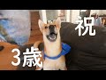 うちに来て3年目！ワンジローはニコニコ