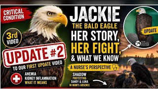 Jackie the Bald Eagle Gets Life-Saving Blood Transfusion | Latest Update on Jackie & Shadow