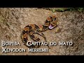 Boipeva - Capitão do Mato - Xenodon merremii