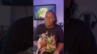 We are doing a raffle 🐾#youtubeshorts #raffles #frenchbulldogworld ￼