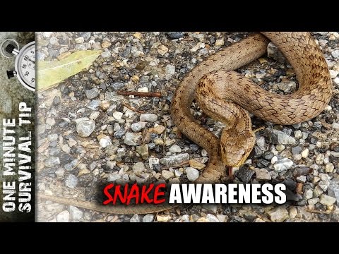 SURVIVAL SNAKE SAFETY: AVOID BITES & REACT FAST! (Know Your Snakes & First Aid)