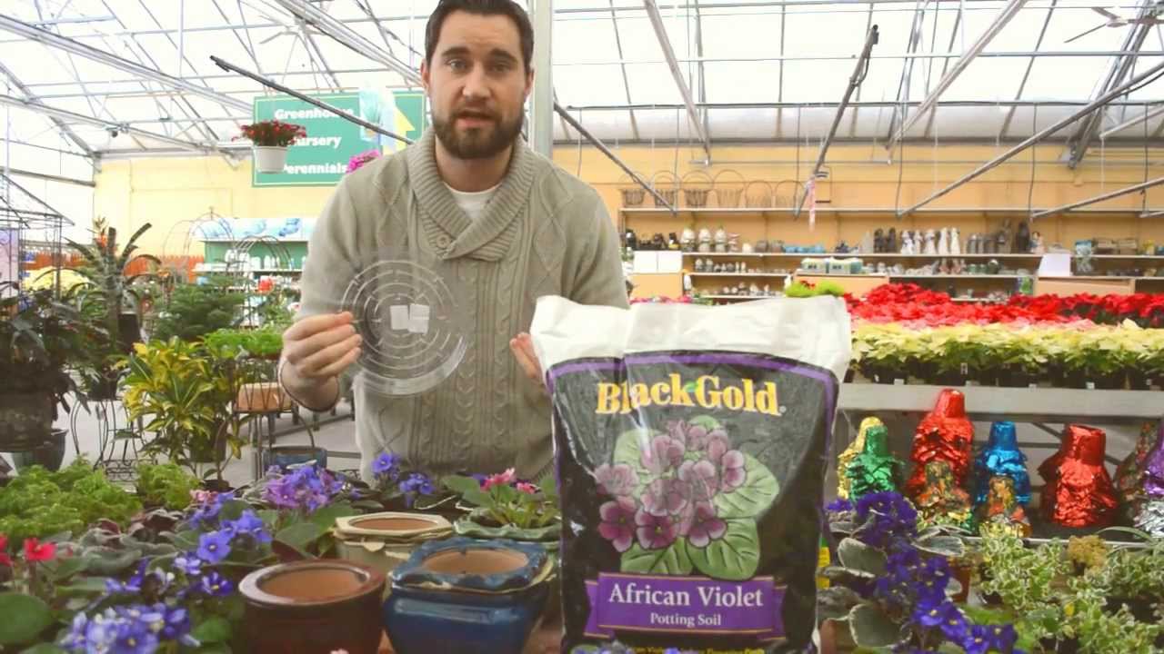 House Plant Care YouTube