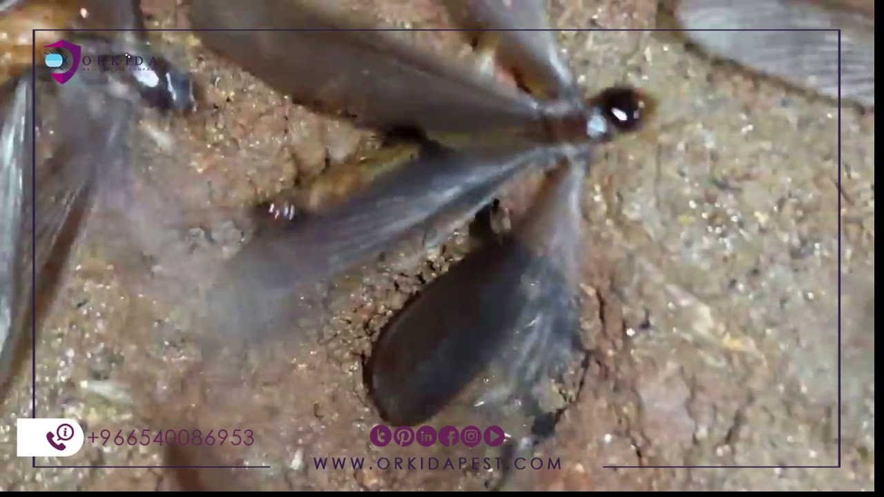 النمل الطائر النمل ذو الاجنحة سبب ظهور النمل الطائر في البيت Youtube