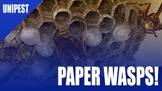 How to Safely Get Rid of Paper Wasps in your Eaves | DIY Pest Control for Wasps by Unipest Pest and Termite Control Inc. 23,726 views 3 years ago 4 minutes, 57 seconds