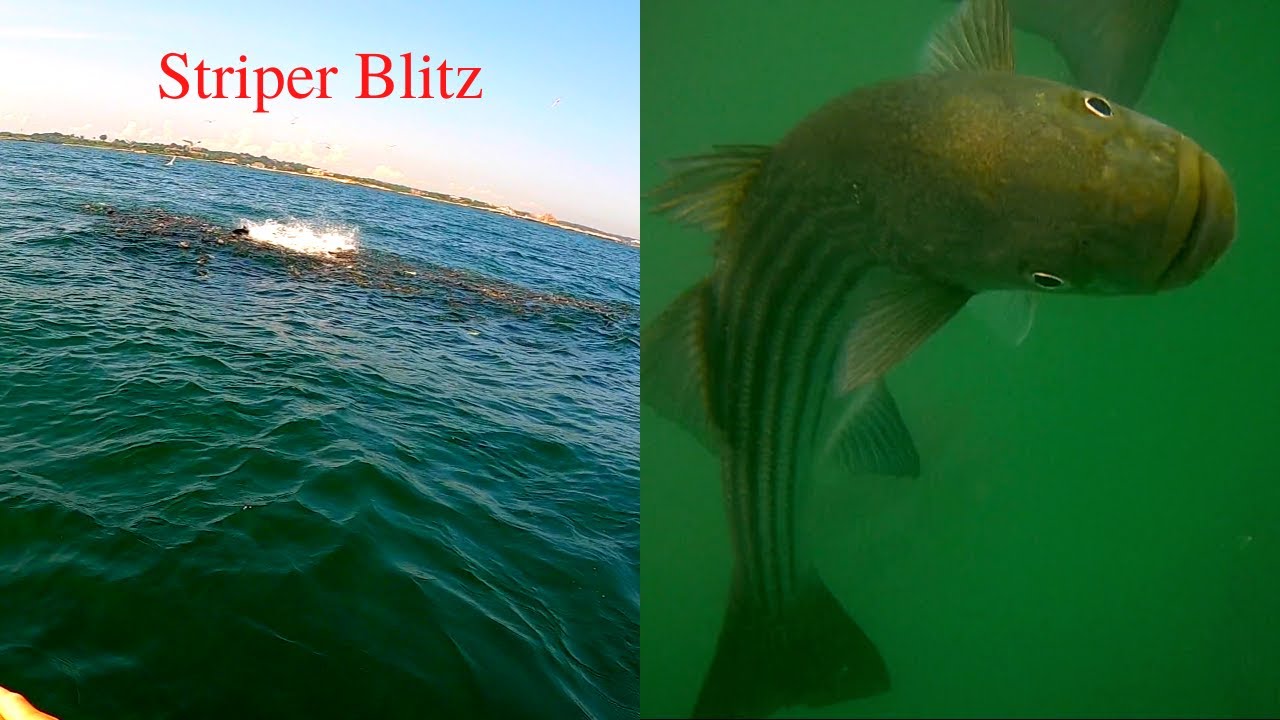 Underwater Fishing Footage - INSANE Striped Bass Feeding Frenzy! 