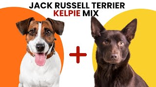 Jack Russell Terrier Kelpie Mix AKA Jackpie