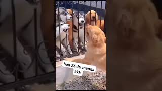 Haa Zé da manga...#1k#cachorrosengraçados