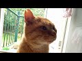 Kuroshio cats ：野良猫健太郎が堂々と台所の主となる？