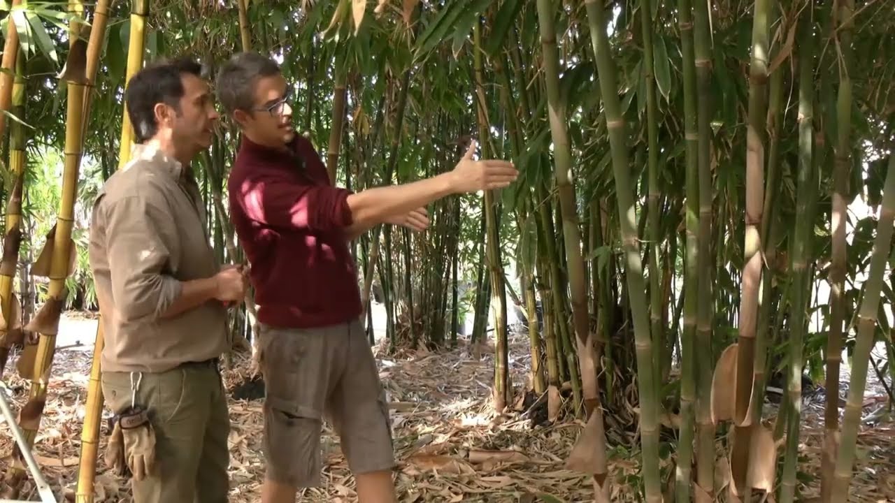Cultivo de bambú andaluz para paisajismo, jardinería y espacios públicos