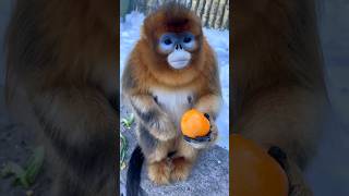 Golden Snubnosed Monkey Eating Orange shortsfeed viral viral funny goldenmonkey