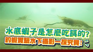 釣蝦場實測水下攝影到底蝦子吃餌時阿波的反應是?透過水下攝影機一探究竟