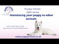 Puppy School Q&amp;A series - How to introduce your puppy to other animals