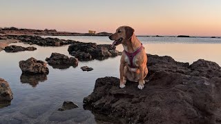 Cute Beagador Dog 4k