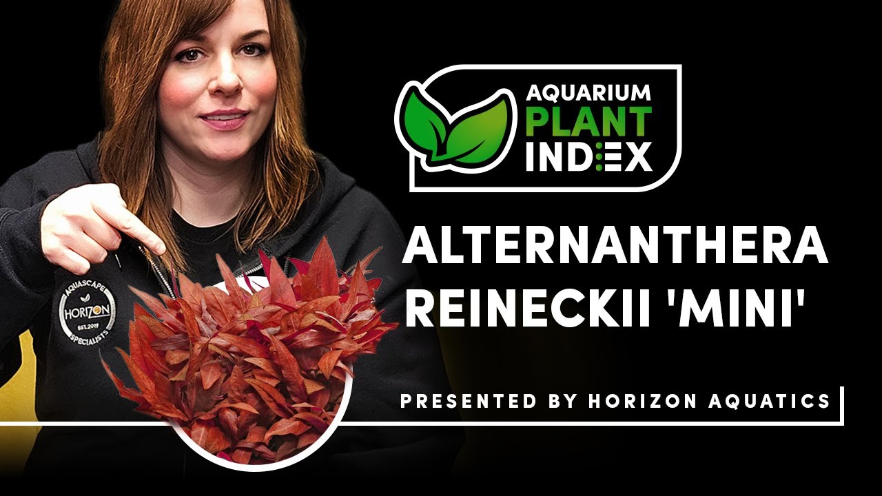 How to Get INTENSE Red Plants in Your Aquarium – AR Mini Care Guide!
