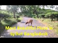 Malnichara Tea Garden | Sylhet Hilly Road | Khadimnagar Botanical Garden | Beautiful Place in Sylhet