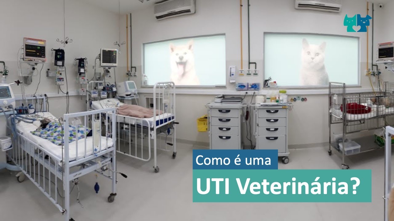 Você sabe como é uma UTI veterinária? YouTube